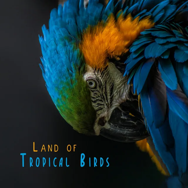 Land of Tropical Birds: Soothing and Peaceful Birds Sounds for Stress and Nerves