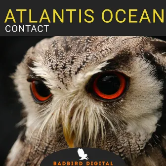 Contact by Atlantis Ocean