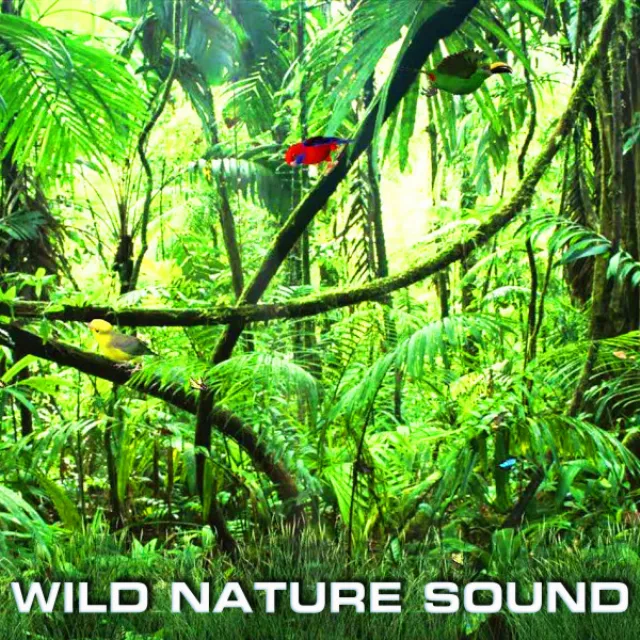 Soothing Wild Nature Sounds