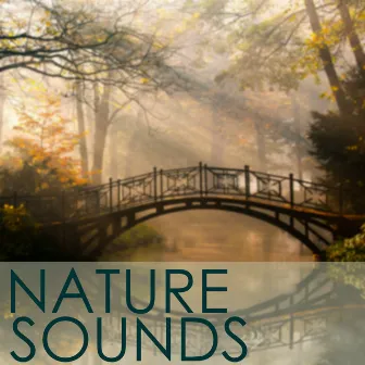 Natural Sound Series - Soft and Light Rain Storm for Deep Massage, Relaxtaion, Yoga, Meditation & Brain Stimulation for Brain Power by New Age Music Maestro