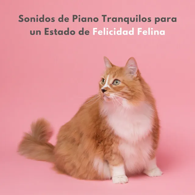 Tranquila Siesta De Gato Con Sonidos De Piano