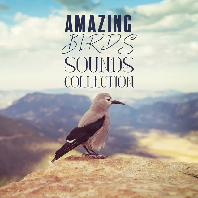 Amazing Bird Sounds Collection: Nature Sounds from Around the World