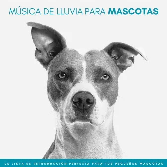 Música De Lluvia Para Mascotas: La Lista De Reproducción Perfecta Para Tus Pequeñas Mascotas by Relajamiento Total para las Mascotas