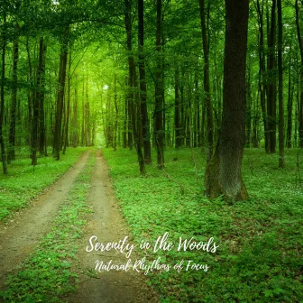 Serenity in the Woods: Natural Rhythms of Focus by Nature Orchestra