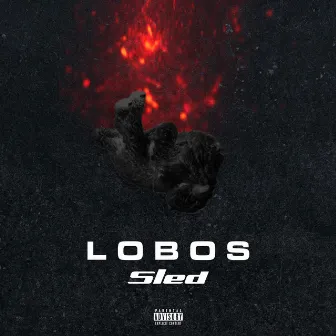 Lobos by Sled