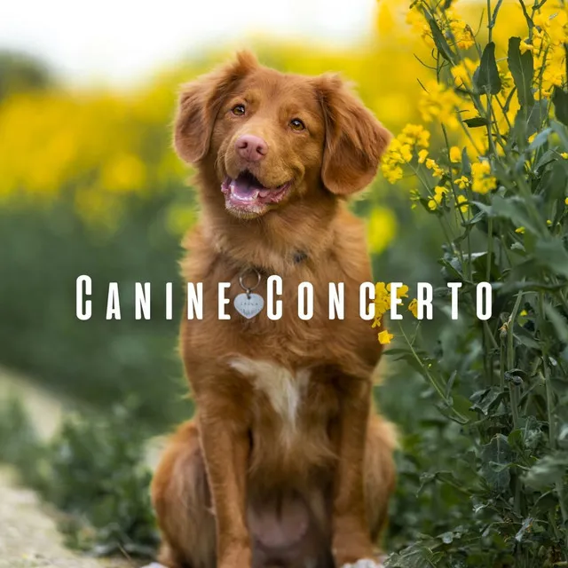 Canine Concerto: Light Piano for Cozy Dogs