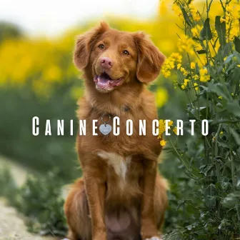 Canine Concerto: Light Piano for Cozy Dogs by Piano and Rain