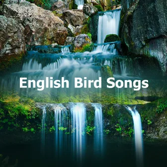 English Bird Songs by Nature Collective