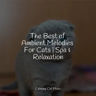 The Best of Ambient Melodies For Cats | Spa & Relaxation by Music for Resting Cats