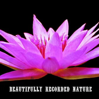 Beautifully Recorded Nature by Meditación Musical