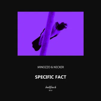 Specific Fact by MINOZZO