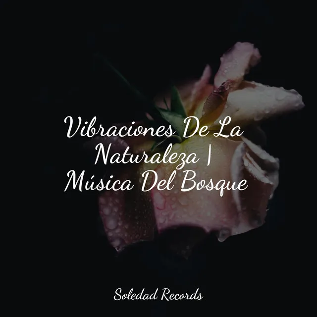 Vibraciones De La Naturaleza | Música Del Bosque