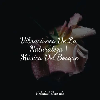 Vibraciones De La Naturaleza | Música Del Bosque by Musica Relajante & Yoga