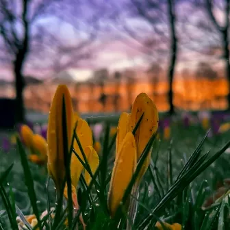 Spring Flowers by Marc mushington