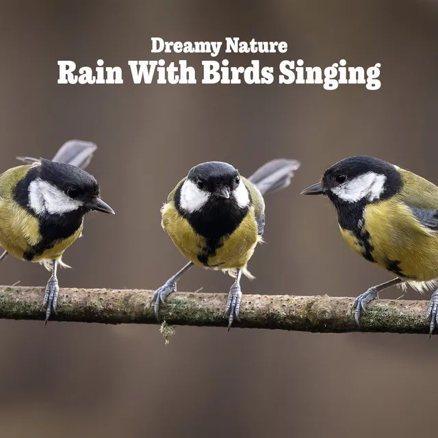 Deep Forest Birds & Rain