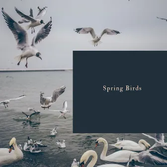 Spring Birds by 