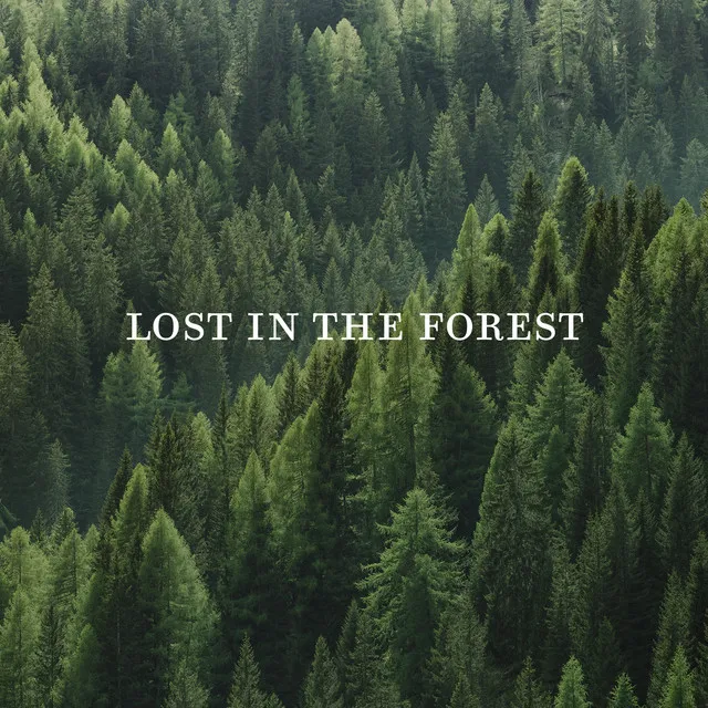 Lost In The Forest