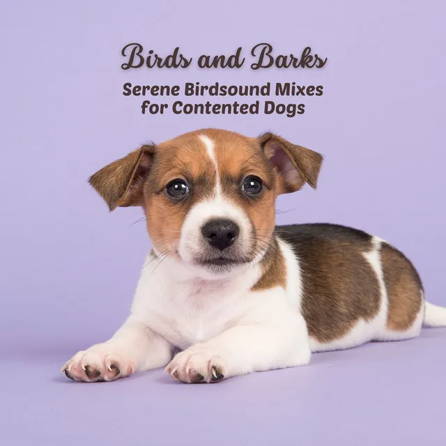 Birds and Barks: Serene Birdsound Mixes for Contented Dogs