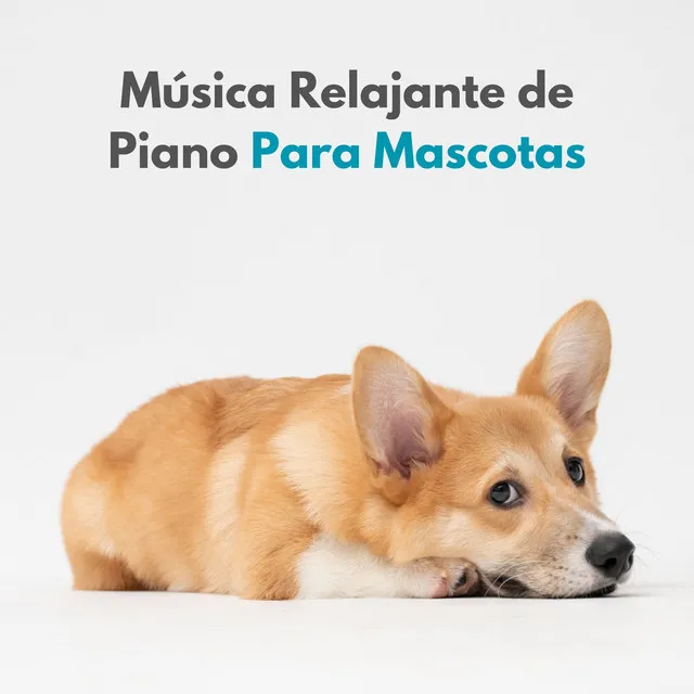 Música Relajante De Piano Para Mascotas