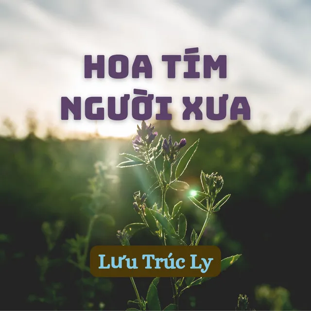 Hoa Tím Người Xưa