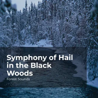 Symphony of Hail in the Black Woods by Forest Sounds