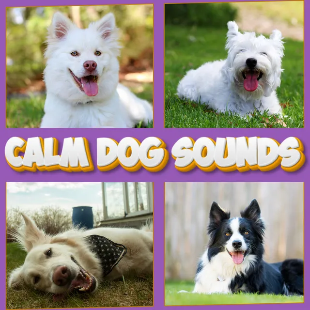 Science Backed Music Proven To Calm Dogs & Reduce Anxiety