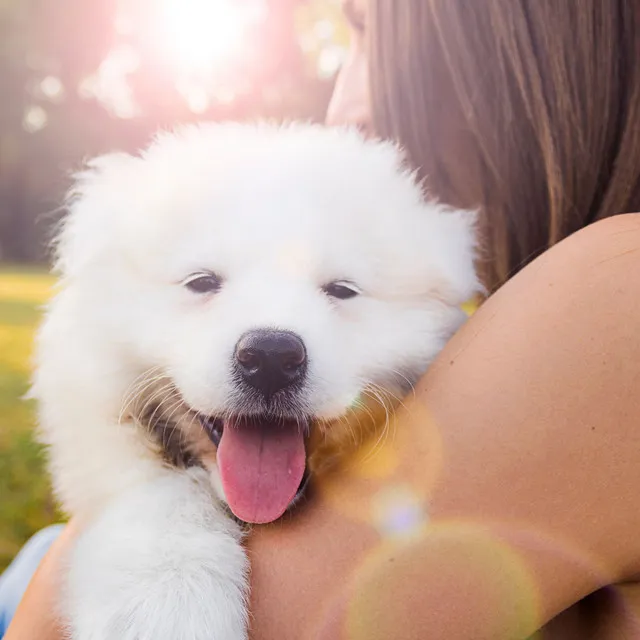 Furry Fidelity: Jazz Piano for Dog Bonds