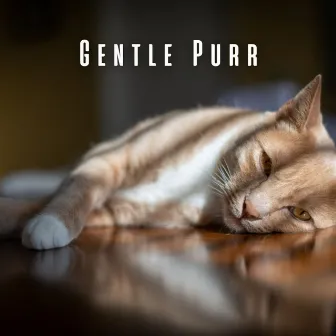 Gentle Purr: Cats' Chill Music Symphonies by Non-stop Noise Channel