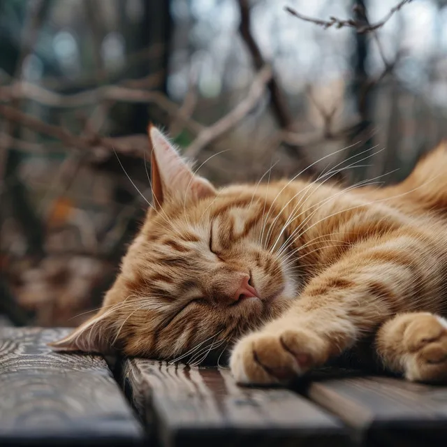 Calming Cat Music: Soothing Sounds for Felines