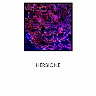 Herbione by Dilly