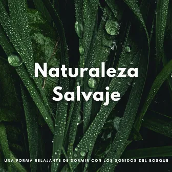 Naturaleza Salvaje: Una Forma Relajante De Dormir Con Los Sonidos Del Bosque by Sueños de música para dormir