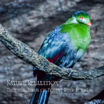 Nature Relaxation: Tropical Birds on Forest River Vol. 1 by Womb Sounds Sleepy Time