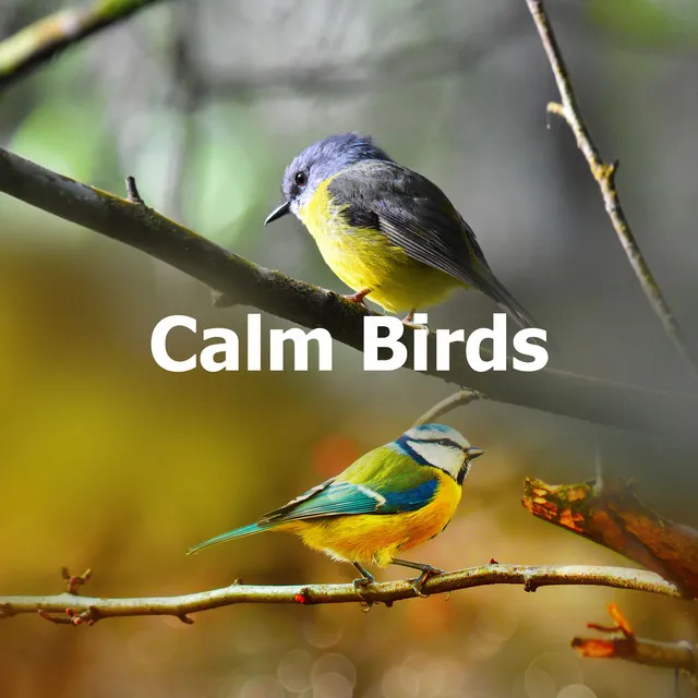 Calm Birds