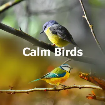 Calm Birds by Nature Atmospheres