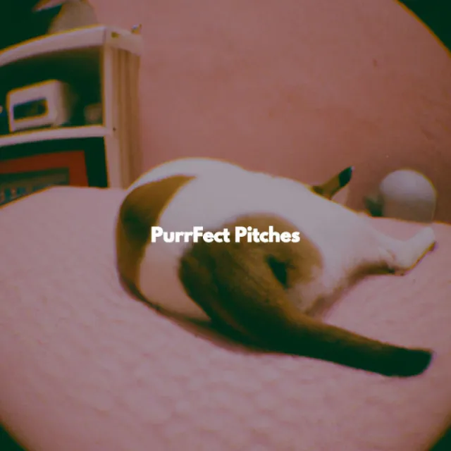 PurrFect Pitches