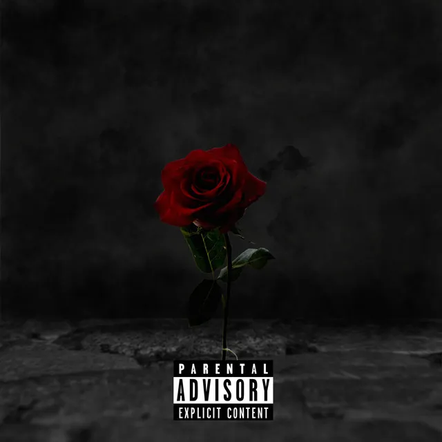 Rose From The Concrete