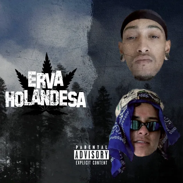 Erva Holandesa