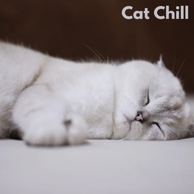 Cat Chill