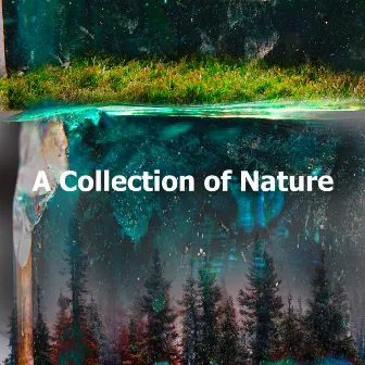 A Collection of Nature by Elements of Nature