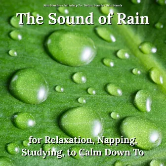 The Sound of Rain for Relaxation, Napping, Studying, to Calm Down To by Rain Sounds to Fall Asleep To