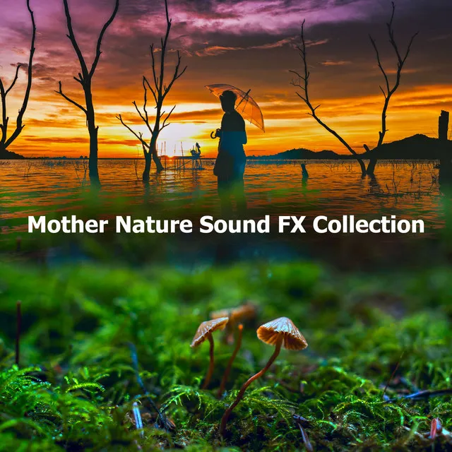 Mother Nature Sound FX Collection