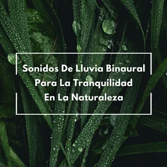 Sonidos De Lluvia Binaural Para La Tranquilidad En La Naturaleza by Lluvia para dormir profundamente