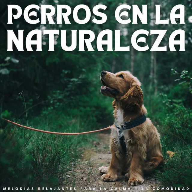 Perros En La Naturaleza: Melodías Relajantes Para La Calma Y La Comodidad