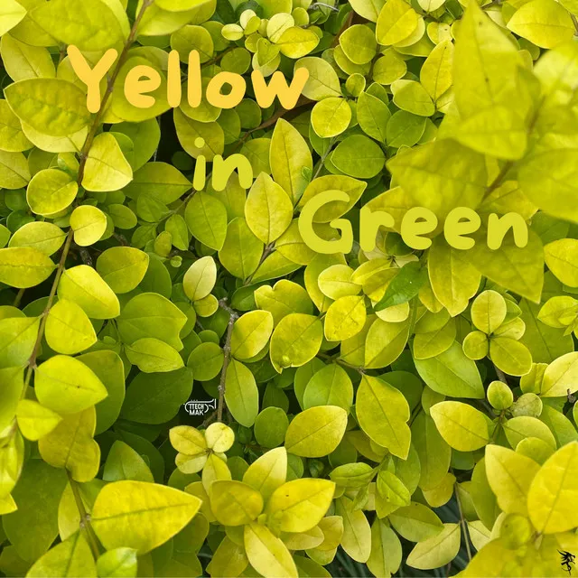 Yellow in Green