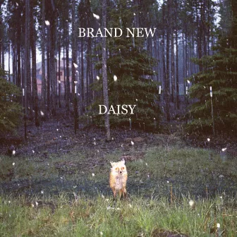 Daisy by Brand New