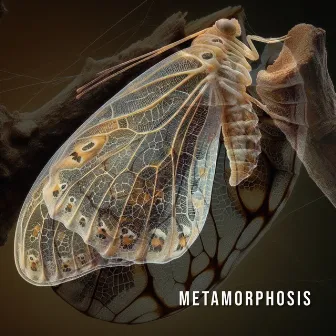 metamorphosis by Trinity star