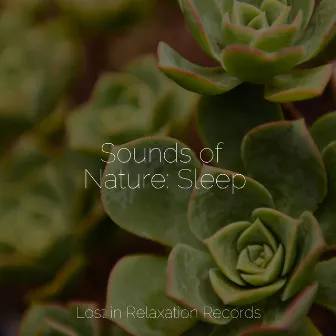 Sounds of Nature: Sleep by Zen