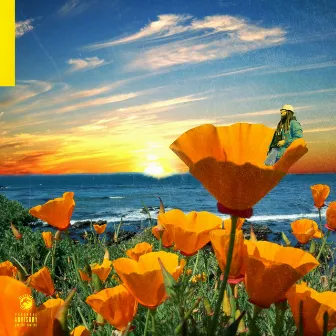 California Poppy 2 by Rexx Life Raj