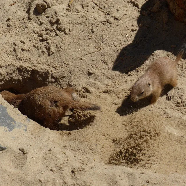 Eagerly Digging for Buried Treasure