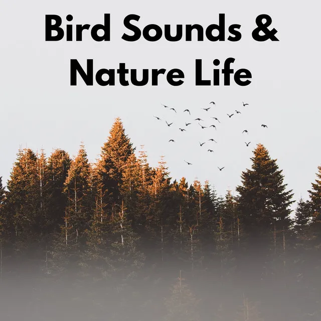 Bird Sounds & Nature Life